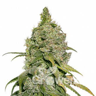 Devotchka Auto Fem.