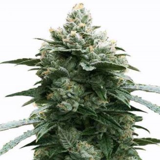 Купить семена марихуаны Bruce Banner Fem. Купить семена марихуаны Bruce Banner Fem.