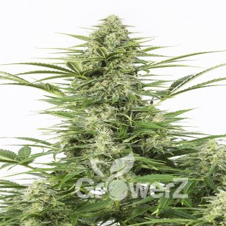 Frosted Guava Fem.