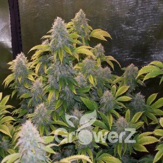Bruce Banner # Fem.
