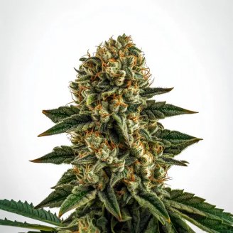 Купить семена марихуаны Gorilla Berry Auto Fem. Купить семена марихуаны Gorilla Berry Auto Fem.