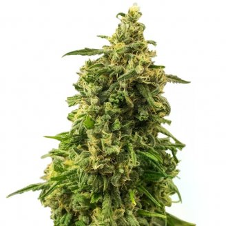 Plushberry Auto Fem.
